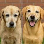 How to Transition Your Dog to a Senior Diet Safely