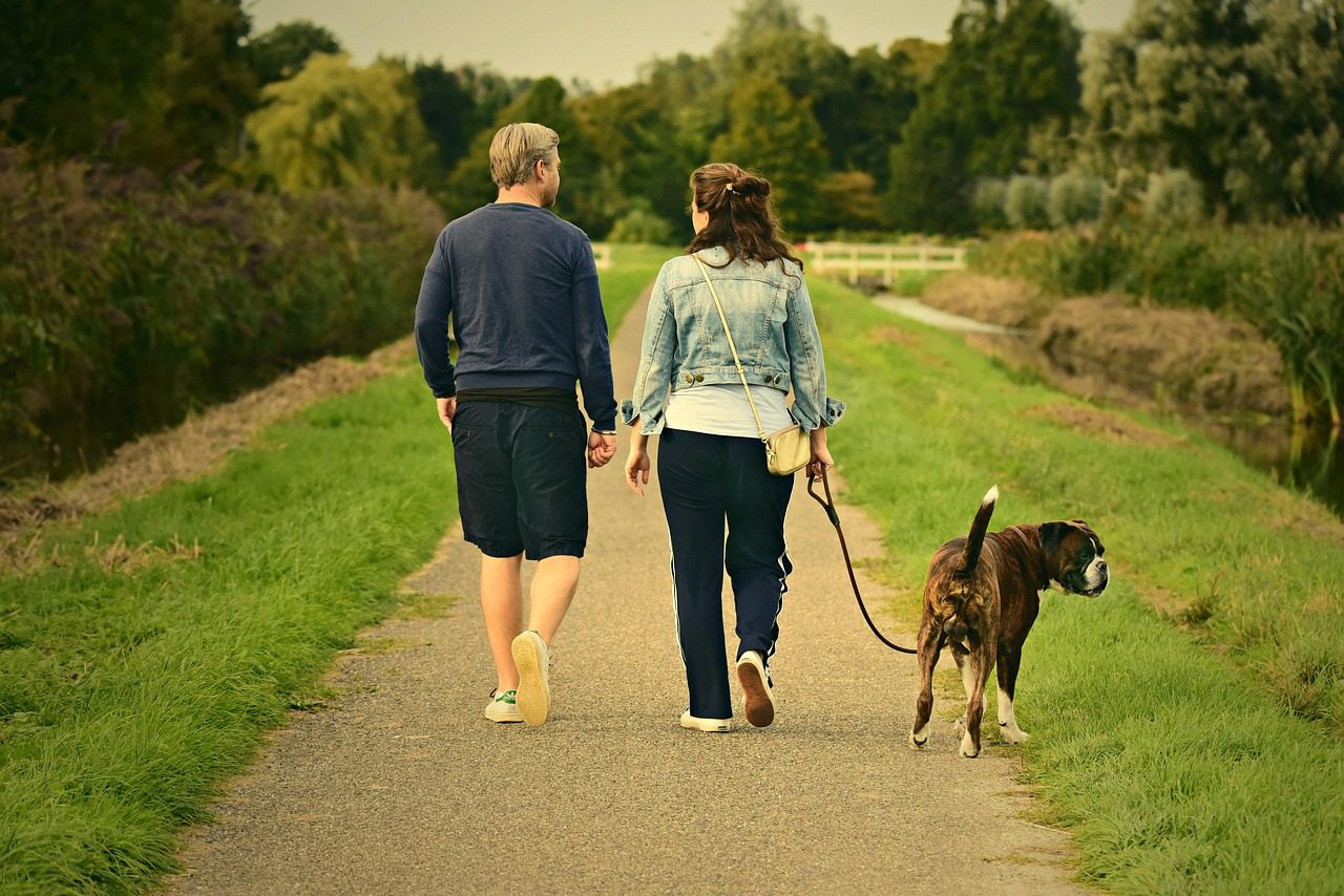 How to Care for a Newly Adopted Senior Dog