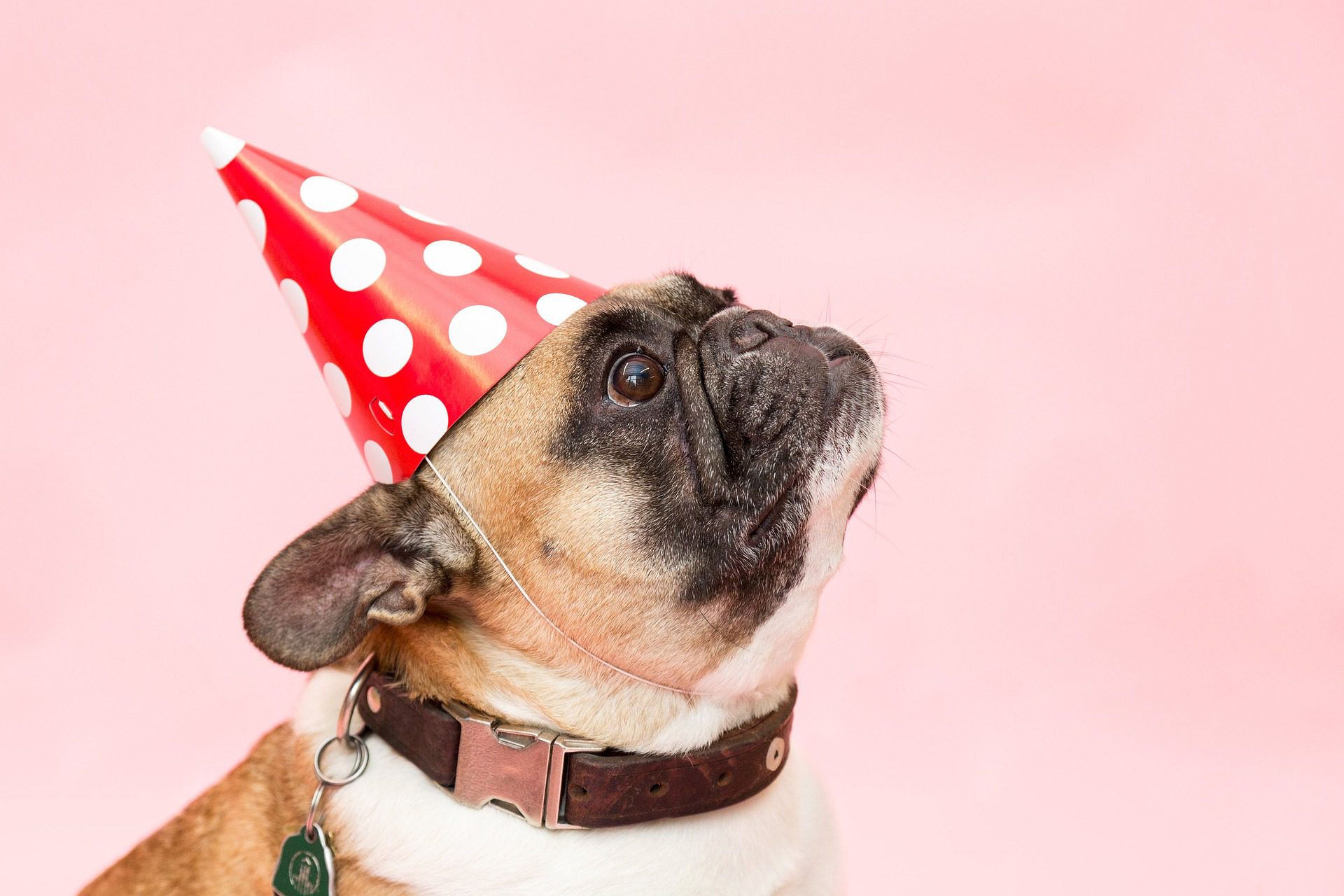Senior dog birthday ideas