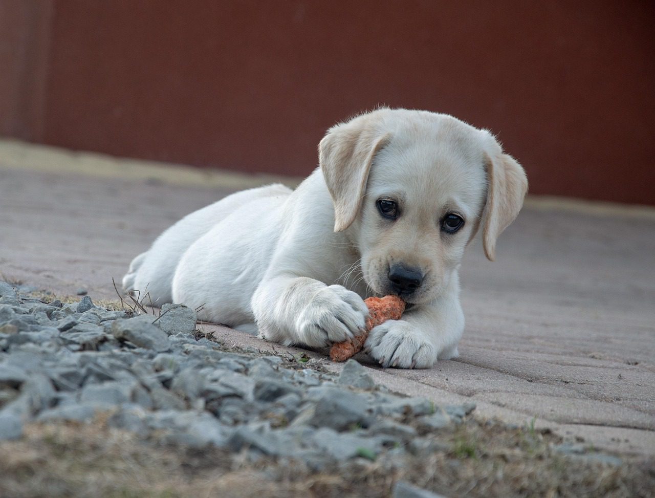 dog-4203732_1280 Natural Remedies for Senior Dog