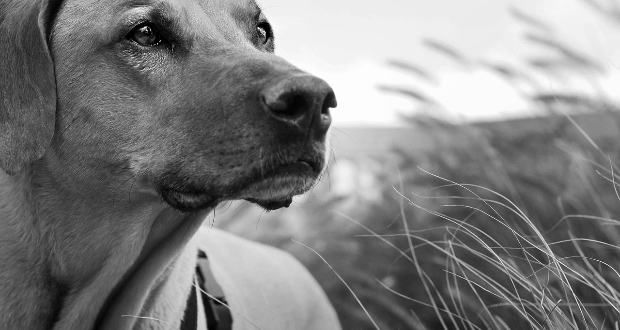 How to Help Senior Dogs Live Longer