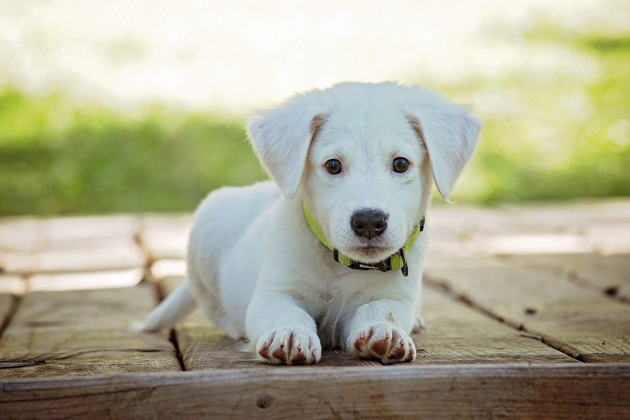 Grooming Tips for Senior Dogs