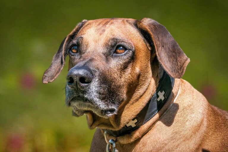 How to Help Senior Dogs Live Longer