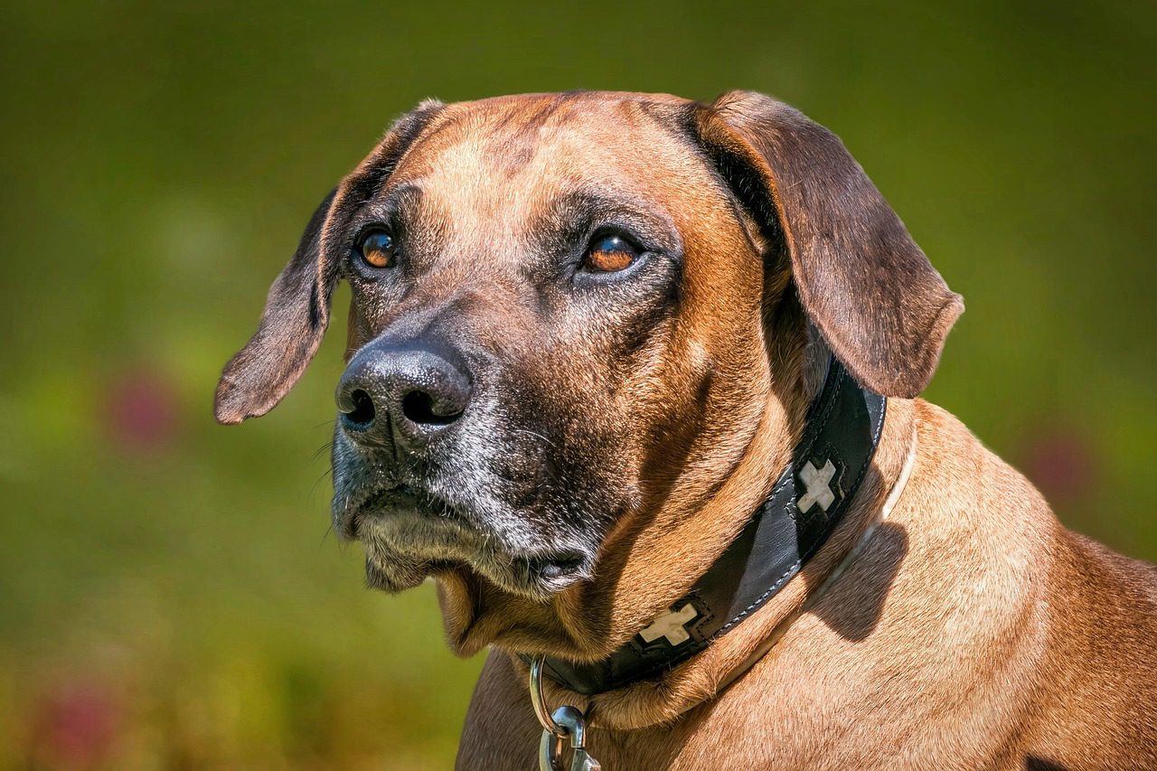 How to Help Senior Dogs Live Longer