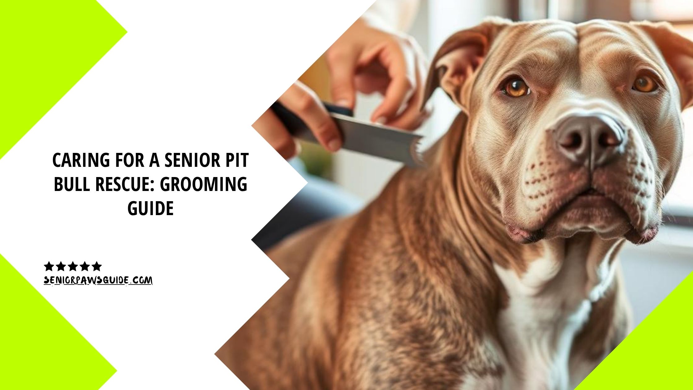 Caring for a Senior Pit Bull Rescue: Grooming Guide 1 Caring for a Senior Pit Bull Rescue: Grooming Guide