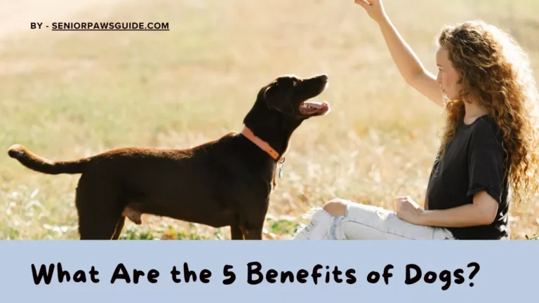 Benefits of Dogs – Happy Dog with Owner Outdoors