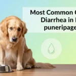Most common cause of diarrhea in dogs