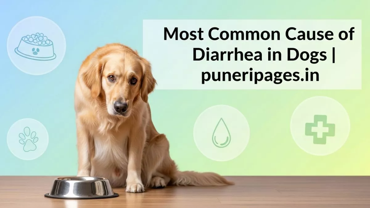 What’s the Most Common Cause of Diarrhea in Dogs? 1 Most common cause of diarrhea in dogs