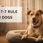 A happy adopted dog adjusting in a new home representing the 7-7-7 Rule for Dogs