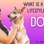 Healthy lifestyle for a dog with proper care and exercise
