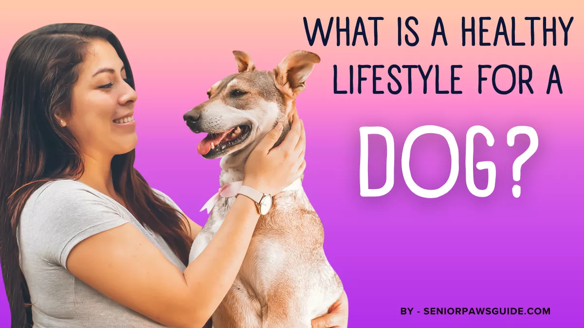 Healthy lifestyle for a dog with proper care and exercise