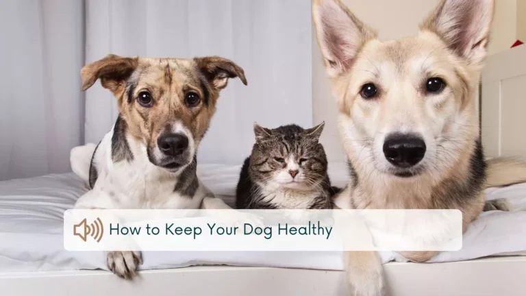 How to Keep My Dog Healthy – Happy Dog with Owner Outdoors