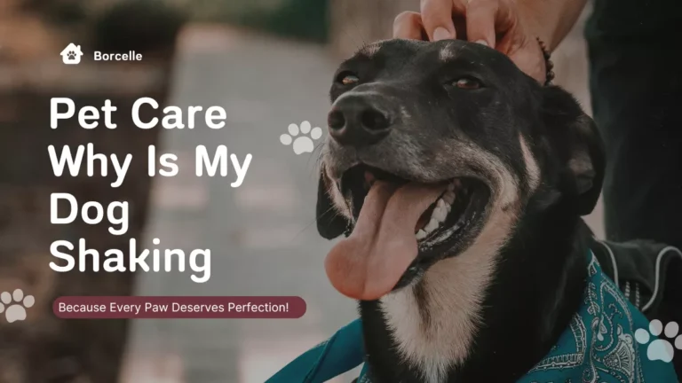 Dog shaking due to cold or fear while owner comforts it