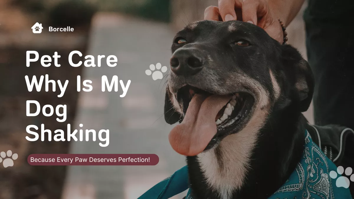 Dog shaking due to cold or fear while owner comforts it