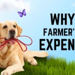 Why Is Farmer’s Dog So Expensive