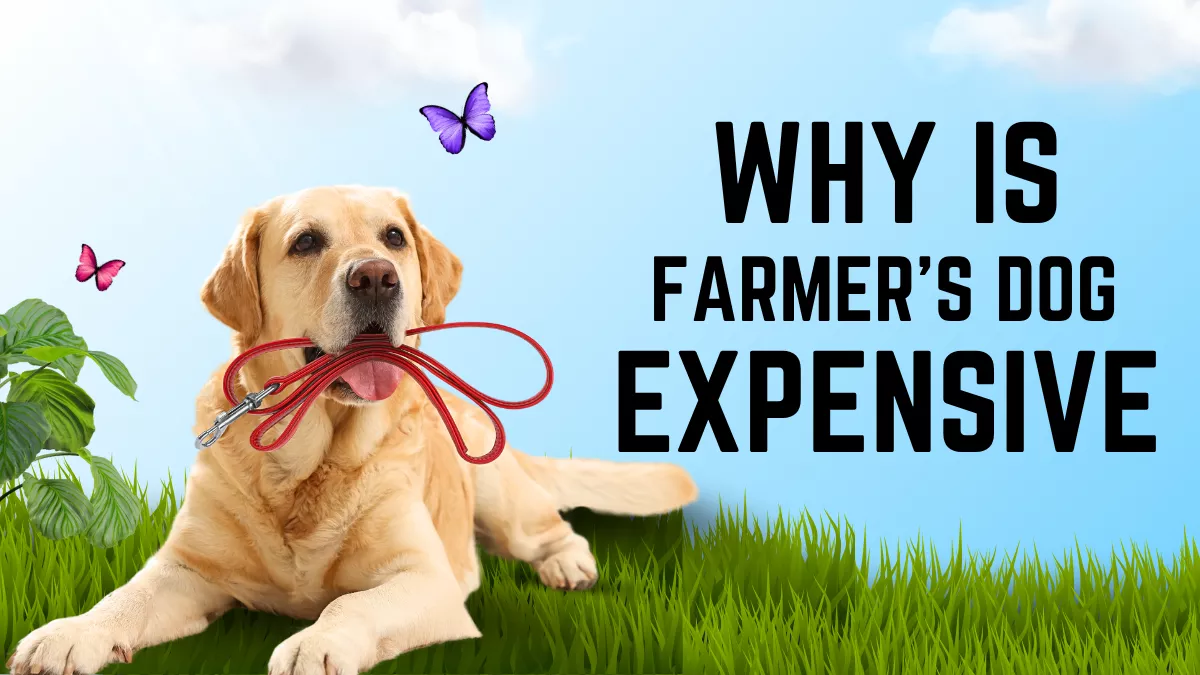 Why Is Farmer Dog So Expensive? The Real Reasons Behind Its Premium Price 1 Why Is Farmer’s Dog So Expensive